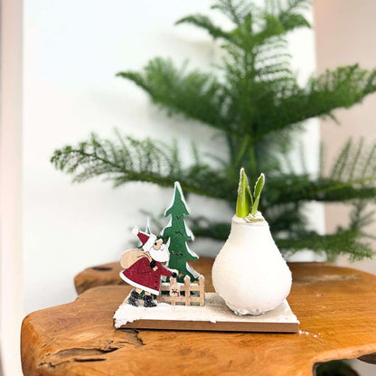 Amaryllis - Set Mit 3 - Hippeastrum 'Winterwunderland Mix' 