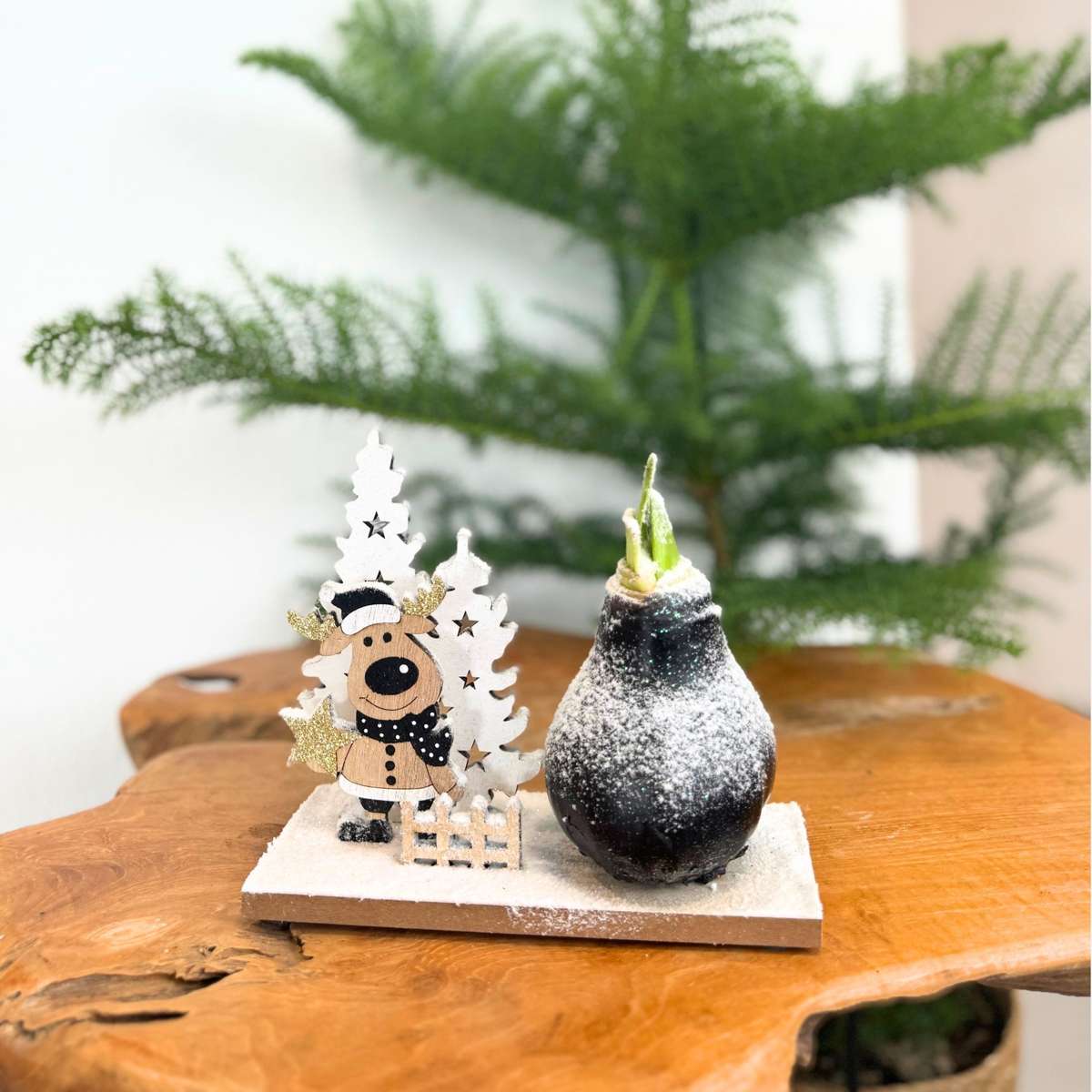 Amaryllis - Set Mit 3 - Hippeastrum 'Winterwunderland Mix' 