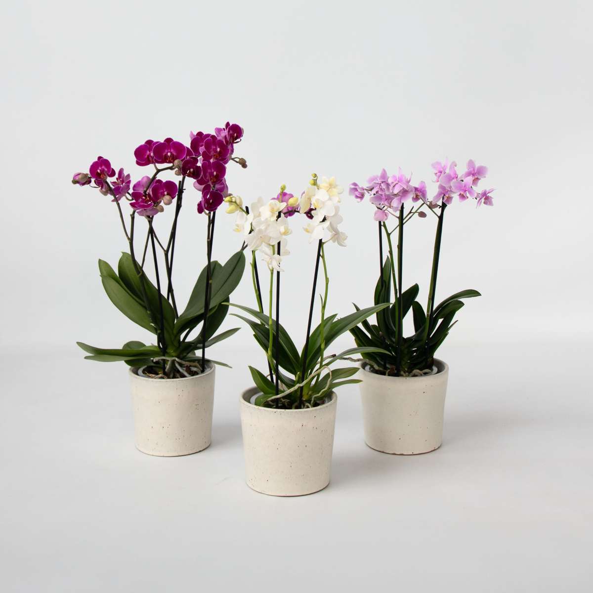 Phalaenopsis Schmetterlingsorchidee 3er Mix – Multiflora Set in Weiß Rosa Violett – Höhe 35–45cm Ø12cm – Elegante Zimmerorchideen mit langer Blütezeit für Wohnzimmer Büro Geschenkideen 