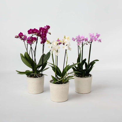 Phalaenopsis Schmetterlingsorchidee 3er Mix – Multiflora Set in Weiß Rosa Violett – Höhe 35–45cm Ø12cm – Elegante Zimmerorchideen mit langer Blütezeit für Wohnzimmer Büro Geschenkideen 