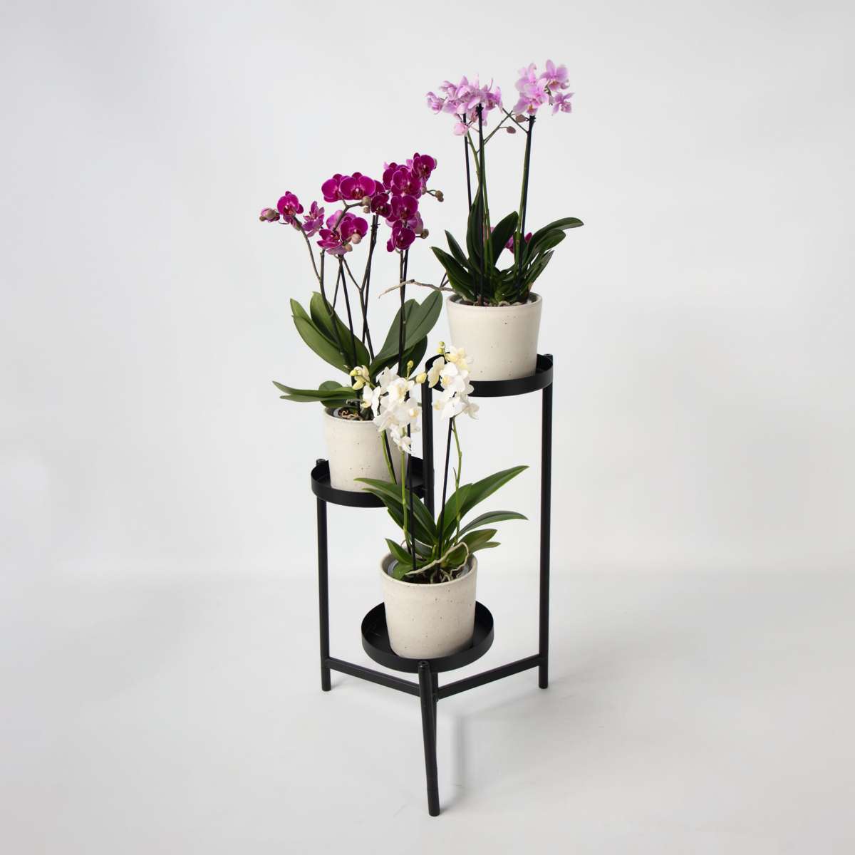 Phalaenopsis Schmetterlingsorchidee 3er Mix – Multiflora Set in Weiß Rosa Violett – Höhe 35–45cm Ø12cm – Elegante Zimmerorchideen mit langer Blütezeit für Wohnzimmer Büro Geschenkideen 