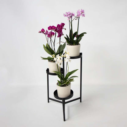 Phalaenopsis Schmetterlingsorchidee 3er Mix – Multiflora Set in Weiß Rosa Violett – Höhe 35–45cm Ø12cm – Elegante Zimmerorchideen mit langer Blütezeit für Wohnzimmer Büro Geschenkideen 