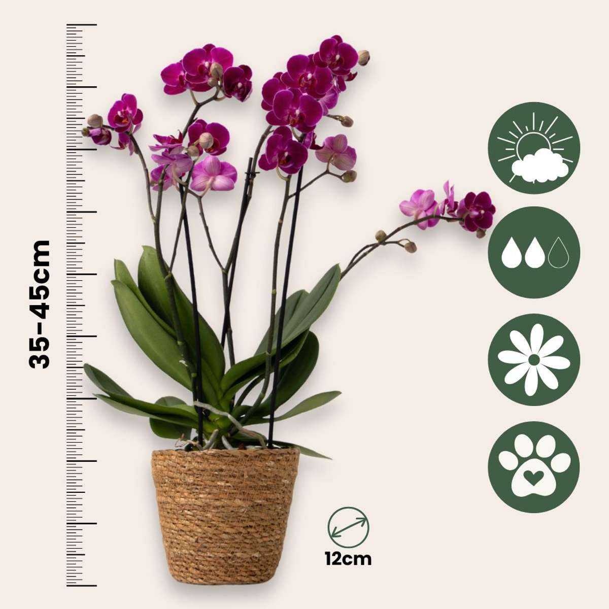 Phalaenopsis Schmetterlingsorchidee 3er Mix – Multiflora Set in Weiß Rosa Violett – Höhe 35–45cm Ø12cm – Elegante Zimmerorchideen mit langer Blütezeit für Wohnzimmer Büro Geschenkideen 