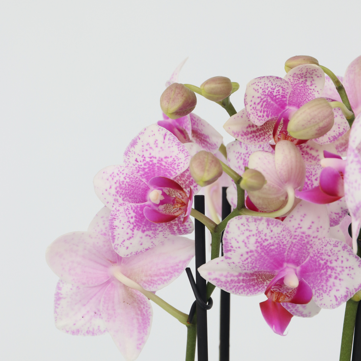 Phalaenopsis Schmetterlingsorchidee 3er Mix – Multiflora Set in Weiß Rosa Violett – Höhe 35–45cm Ø12cm – Elegante Zimmerorchideen mit langer Blütezeit für Wohnzimmer Büro Geschenkideen 