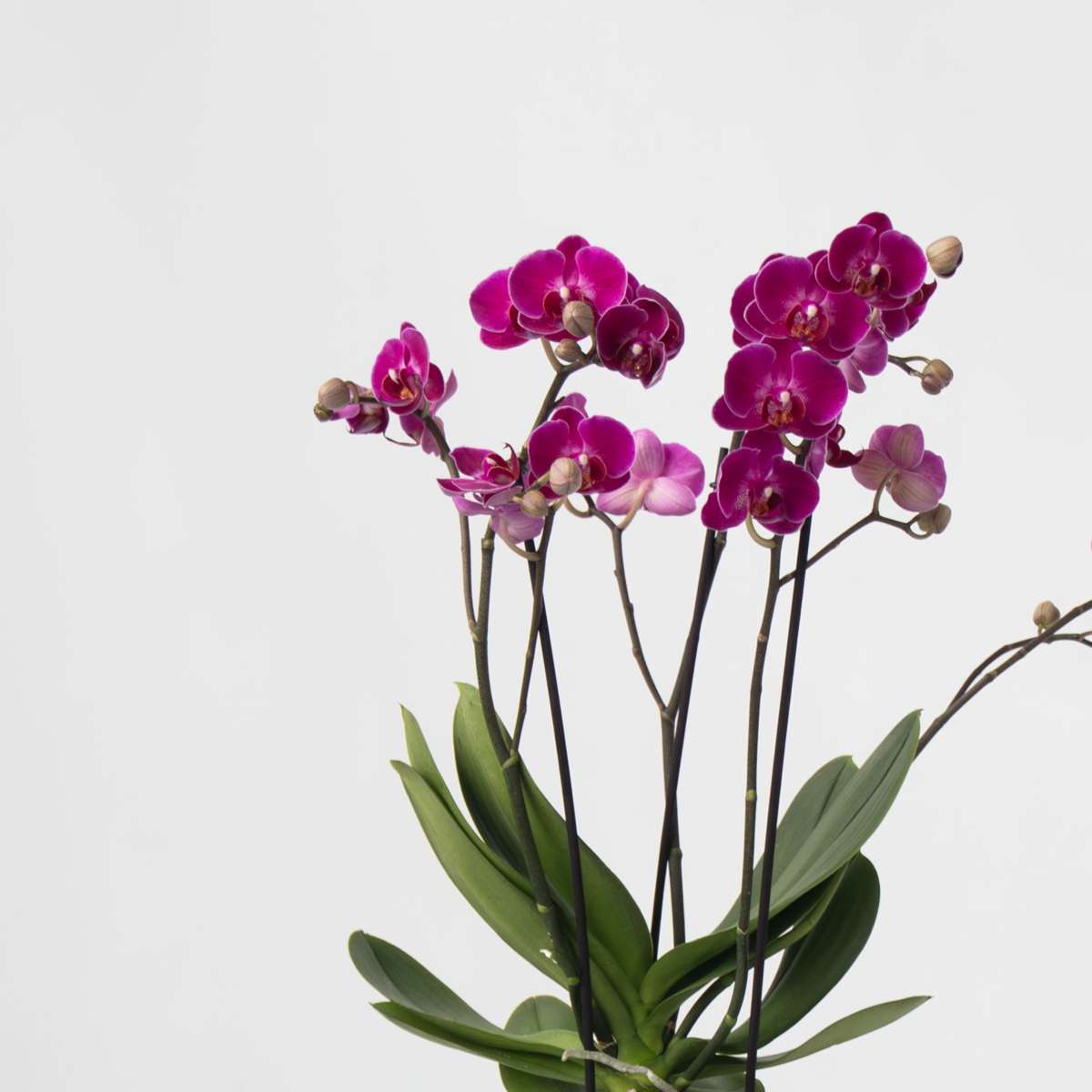 Phalaenopsis Schmetterlingsorchidee 3er Mix – Multiflora Set in Weiß Rosa Violett – Höhe 35–45cm Ø12cm – Elegante Zimmerorchideen mit langer Blütezeit für Wohnzimmer Büro Geschenkideen 