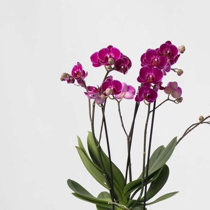 Phalaenopsis Schmetterlingsorchidee 3er Mix – Multiflora Set in Weiß Rosa Violett – Höhe 35–45cm Ø12cm – Elegante Zimmerorchideen mit langer Blütezeit für Wohnzimmer Büro Geschenkideen 