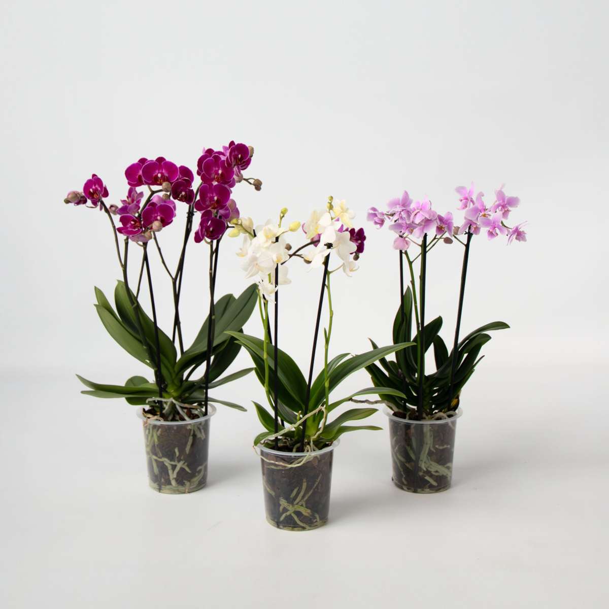 Phalaenopsis Schmetterlingsorchidee 3er Mix – Multiflora Set in Weiß Rosa Violett – Höhe 35–45cm Ø12cm – Elegante Zimmerorchideen mit langer Blütezeit für Wohnzimmer Büro Geschenkideen 