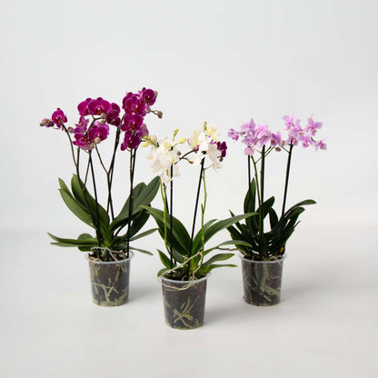 Phalaenopsis Schmetterlingsorchidee 3er Mix – Multiflora Set in Weiß Rosa Violett – Höhe 35–45cm Ø12cm – Elegante Zimmerorchideen mit langer Blütezeit für Wohnzimmer Büro Geschenkideen 