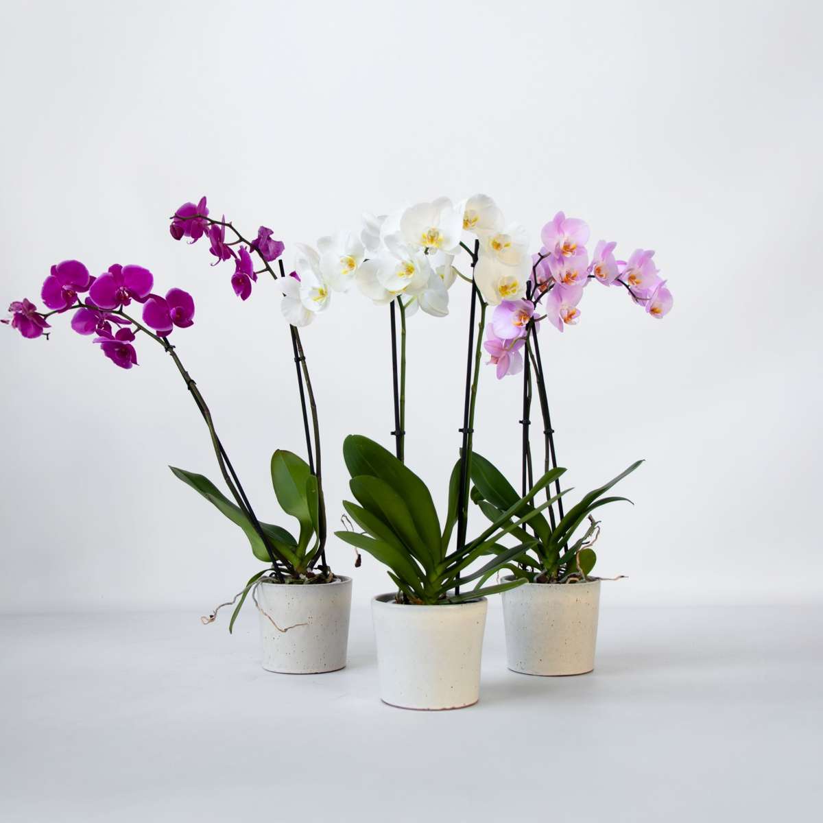 Phalaenopsis Schmetterlingsorchidee 3er Mix – Höhe 50–60cm Ø12cm – Elegante Zimmerorchideen in Weiß Rosa Violett – Langlebig pflegeleicht mehrmals blühend für Zuhause Büro 