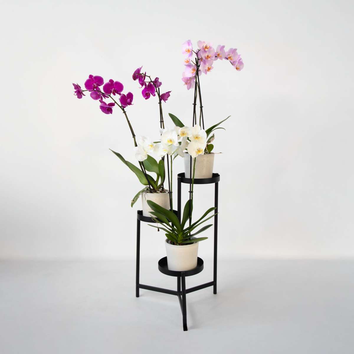 Phalaenopsis Schmetterlingsorchidee 3er Mix – Höhe 50–60cm Ø12cm – Elegante Zimmerorchideen in Weiß Rosa Violett – Langlebig pflegeleicht mehrmals blühend für Zuhause Büro 