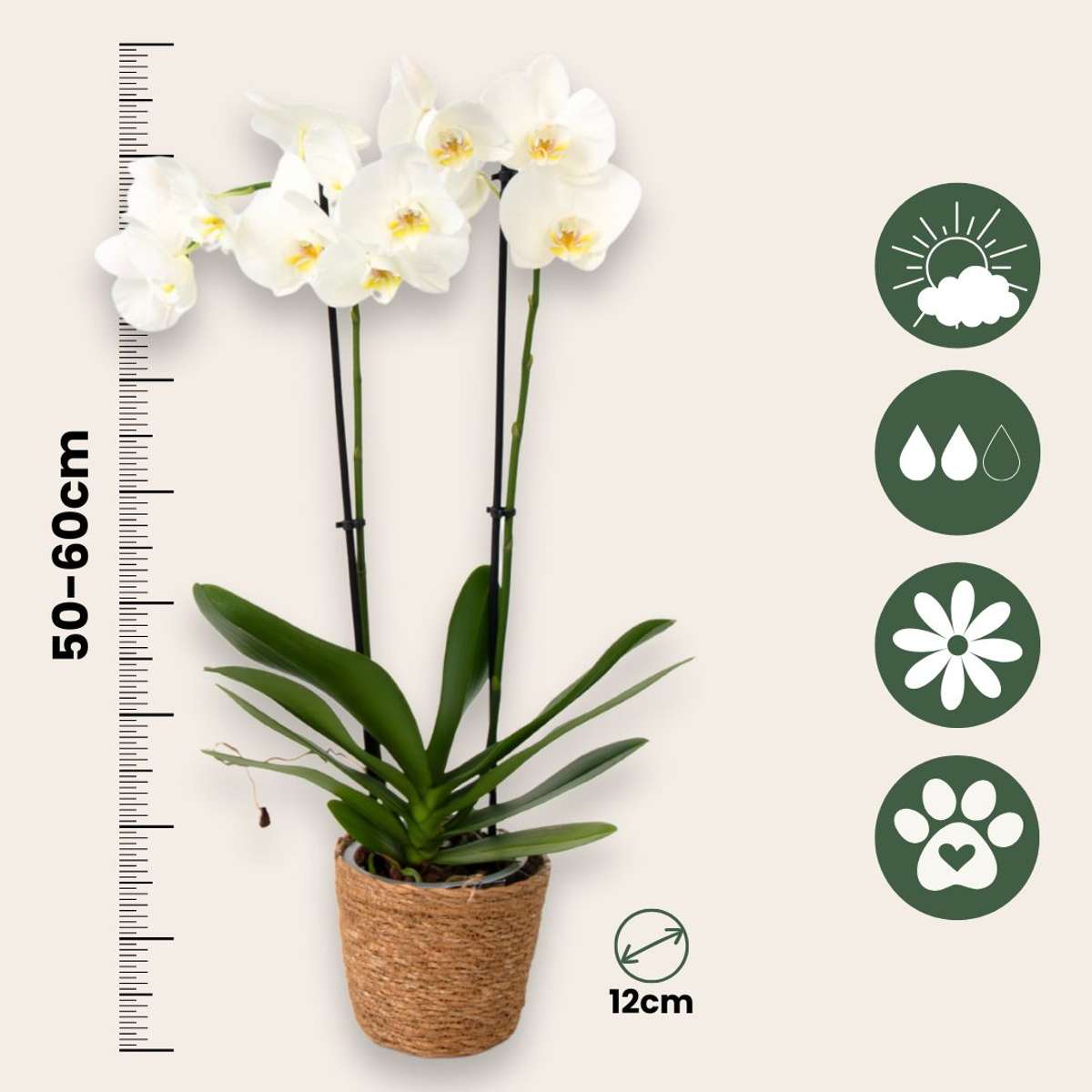 Phalaenopsis Schmetterlingsorchidee 3er Mix – Höhe 50–60cm Ø12cm – Elegante Zimmerorchideen in Weiß Rosa Violett – Langlebig pflegeleicht mehrmals blühend für Zuhause Büro 