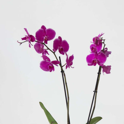 Phalaenopsis Schmetterlingsorchidee 3er Mix – Höhe 50–60cm Ø12cm – Elegante Zimmerorchideen in Weiß Rosa Violett – Langlebig pflegeleicht mehrmals blühend für Zuhause Büro 