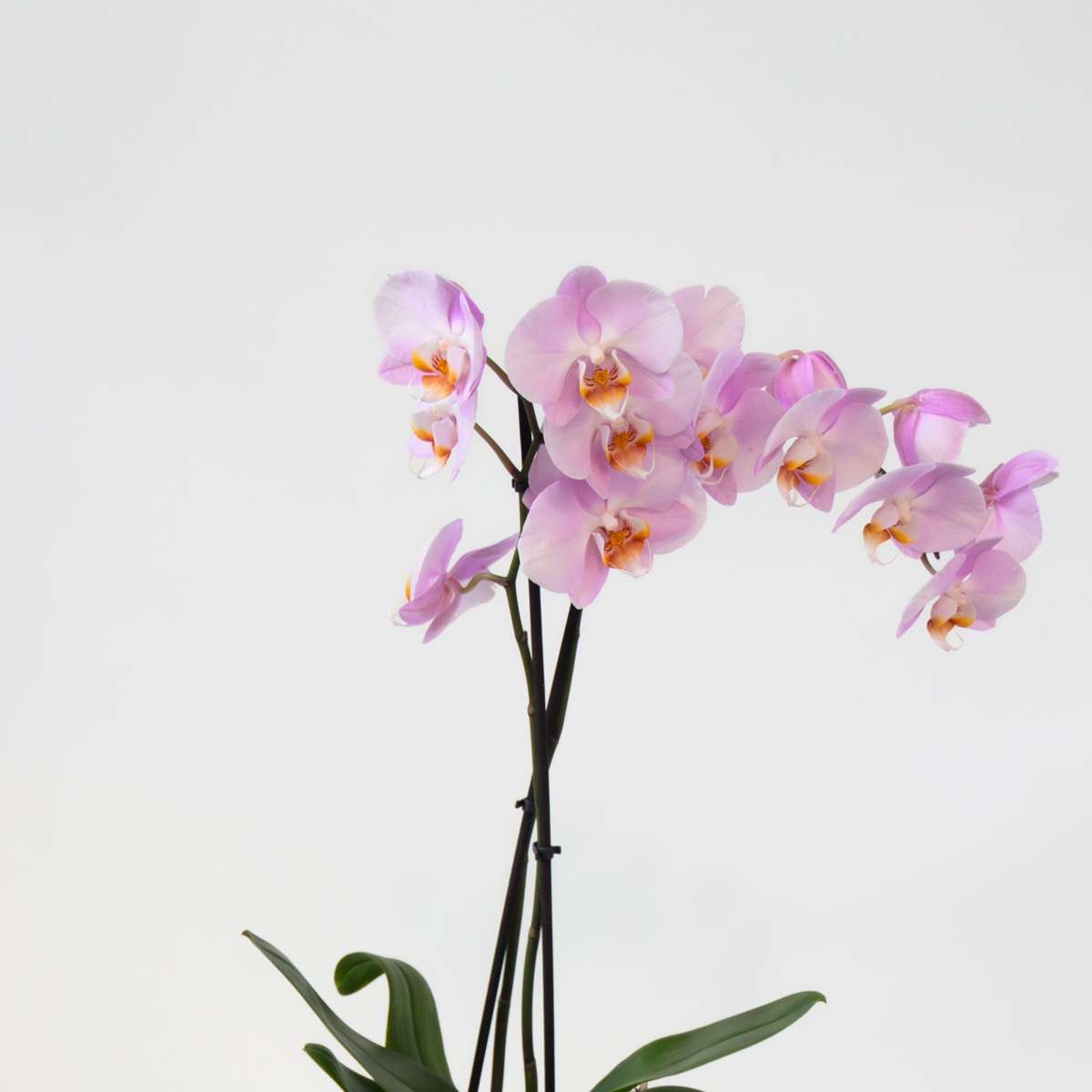 Phalaenopsis Schmetterlingsorchidee 3er Mix – Höhe 50–60cm Ø12cm – Elegante Zimmerorchideen in Weiß Rosa Violett – Langlebig pflegeleicht mehrmals blühend für Zuhause Büro 