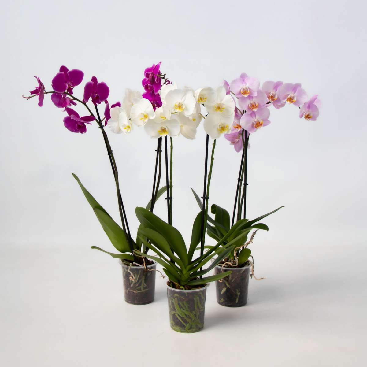 Phalaenopsis Schmetterlingsorchidee 3er Mix – Höhe 50–60cm Ø12cm – Elegante Zimmerorchideen in Weiß Rosa Violett – Langlebig pflegeleicht mehrmals blühend für Zuhause Büro 