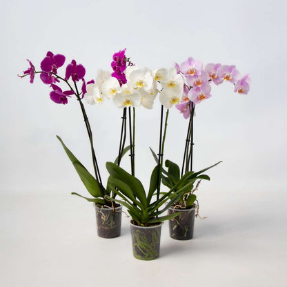 Phalaenopsis Schmetterlingsorchidee 3er Mix – Höhe 50–60cm Ø12cm – Elegante Zimmerorchideen in Weiß Rosa Violett – Langlebig pflegeleicht mehrmals blühend für Zuhause Büro 