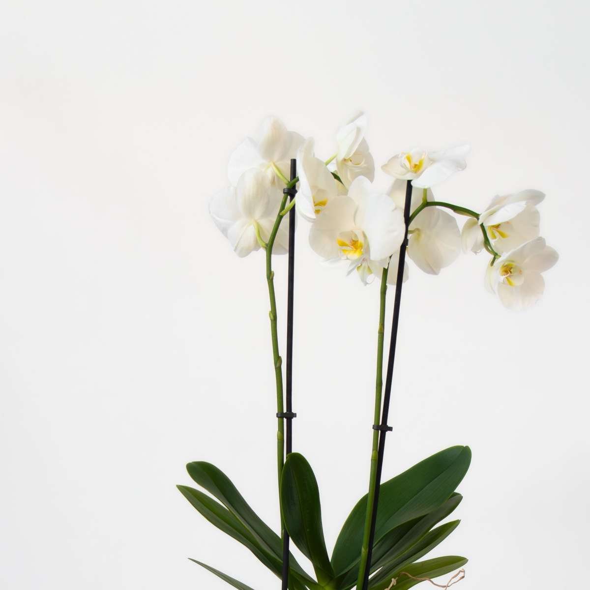 Phalaenopsis Schmetterlingsorchidee 3er Mix – Höhe 50–60cm Ø12cm – Elegante Zimmerorchideen in Weiß Rosa Violett – Langlebig pflegeleicht mehrmals blühend für Zuhause Büro 