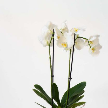 Phalaenopsis Schmetterlingsorchidee 3er Mix – Höhe 50–60cm Ø12cm – Elegante Zimmerorchideen in Weiß Rosa Violett – Langlebig pflegeleicht mehrmals blühend für Zuhause Büro 