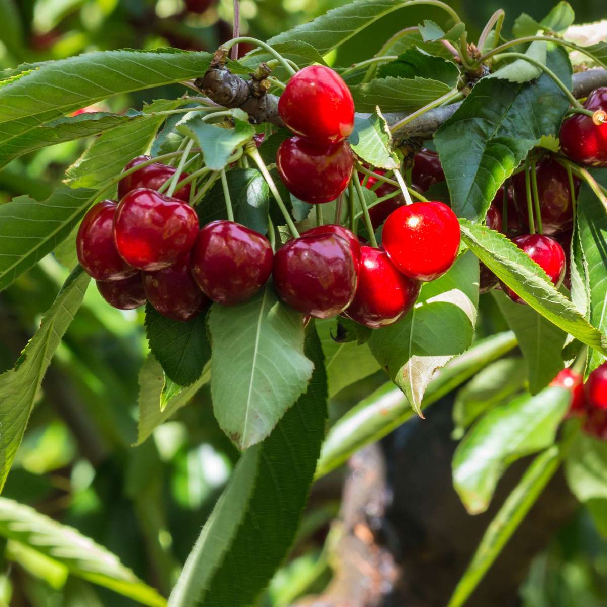 Kirschbaum Prunus avium ‘Stella’ – Süßkirsche 90–110cm Ø23cm – Winterharter Obstbaum mit weißer Blüte & tiefroten Früchten – Pflegeleicht ertragreich für Garten Terrasse 