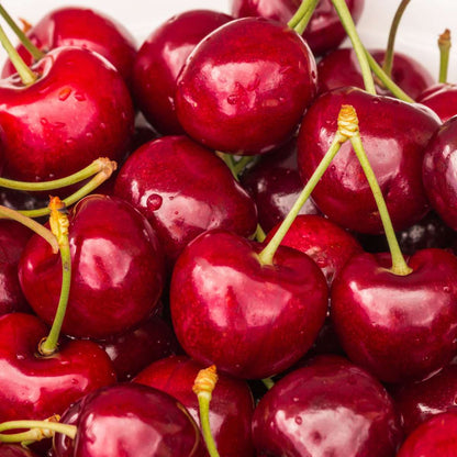 Kirschbaum Prunus avium ‘Stella’ – Süßkirsche 90–110cm Ø23cm – Winterharter Obstbaum mit weißer Blüte & tiefroten Früchten – Pflegeleicht ertragreich für Garten Terrasse 