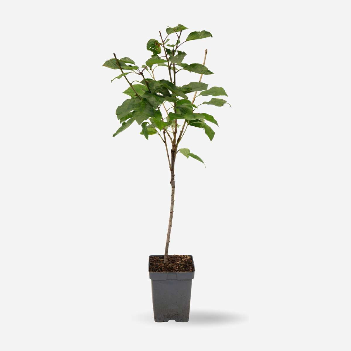 Kirschbaum Prunus avium ‘Stella’ – Süßkirsche 90–110cm Ø23cm – Winterharter Obstbaum mit weißer Blüte & tiefroten Früchten – Pflegeleicht ertragreich für Garten Terrasse 