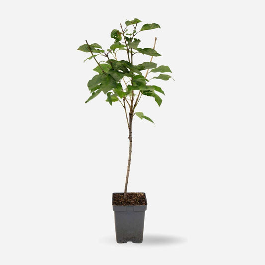 Kirschbaum Prunus avium ‘Stella’ – Süßkirsche 90–110cm Ø23cm – Winterharter Obstbaum mit weißer Blüte & tiefroten Früchten – Pflegeleicht ertragreich für Garten Terrasse 