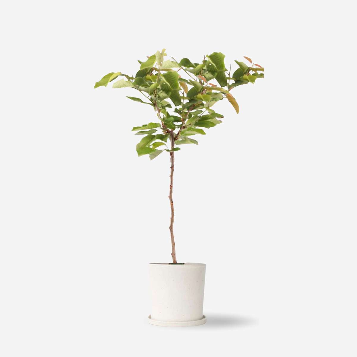 Kirschbaum Prunus avium ‘Regina’ – Süßkirsche 90–110cm Ø23cm – Winterharter Obstbaum mit weißen Blüten & aromatischen Früchten – Pflegeleicht für Garten Terrasse Familien 