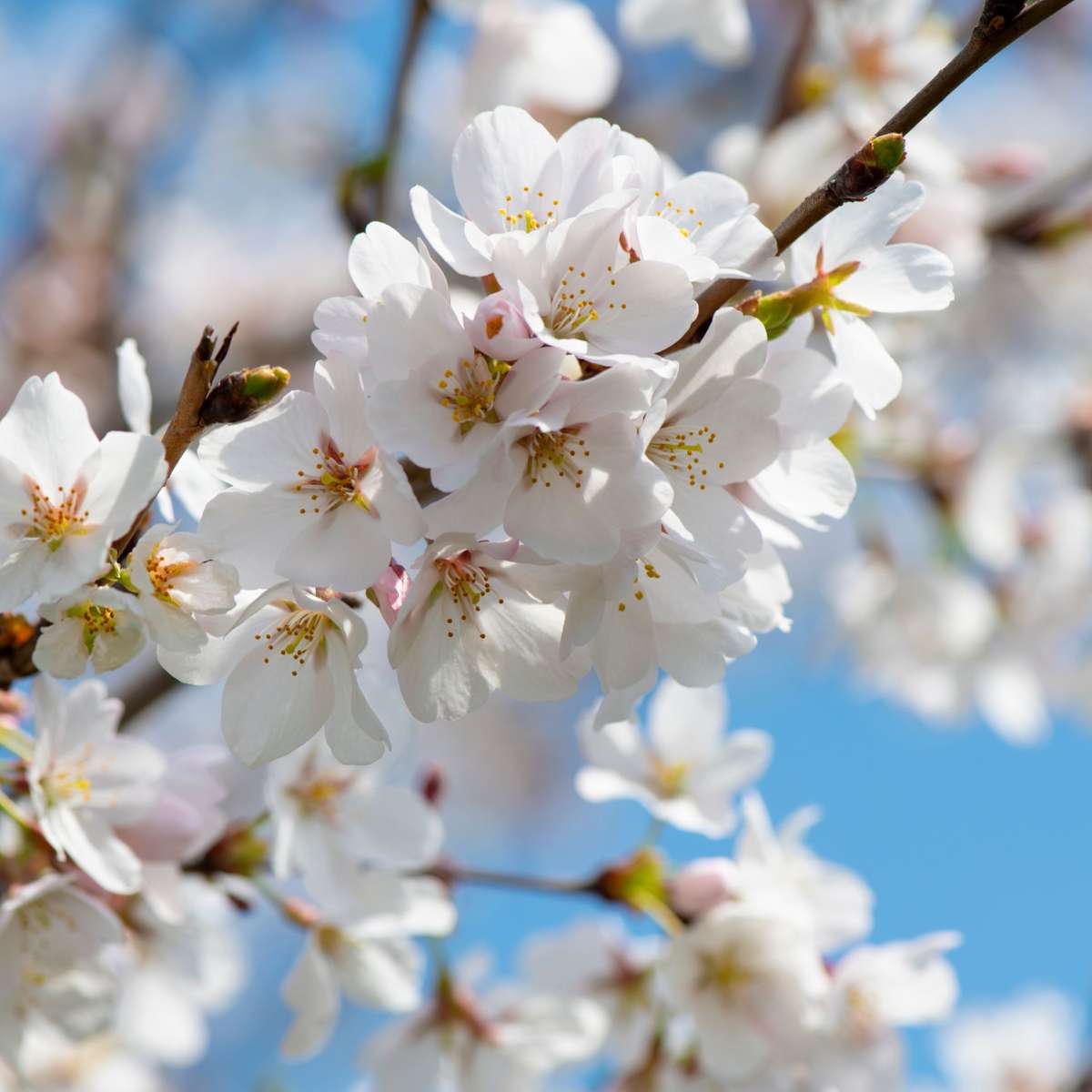 Kirschbaum Prunus avium ‘Regina’ – Süßkirsche 90–110cm Ø23cm – Winterharter Obstbaum mit weißen Blüten & aromatischen Früchten – Pflegeleicht für Garten Terrasse Familien 