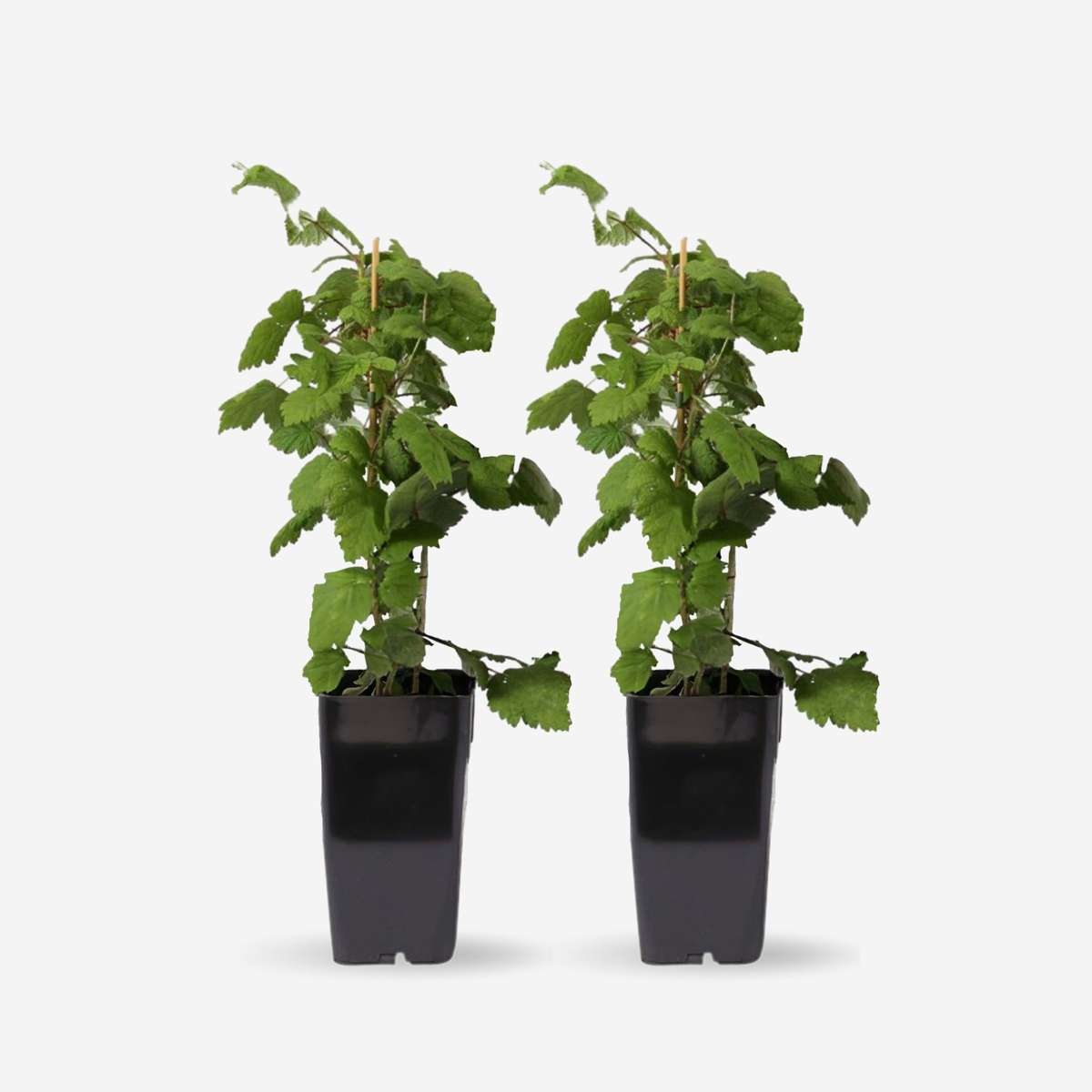 Japanische Weinbeere Set – 2x Rubus phoenicolasius – Höhe 50–60cm Ø15cm – Attraktiver Beerenstrauch mit essbaren roten Früchten – Winterhart pflegeleicht bienenfreundlich für Garten Terrasse 