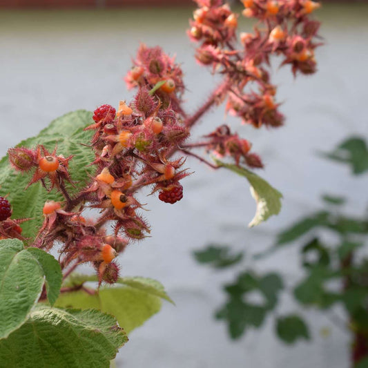 Japanische Weinbeere Set – 2x Rubus phoenicolasius – Höhe 50–60cm Ø15cm – Attraktiver Beerenstrauch mit essbaren roten Früchten – Winterhart pflegeleicht bienenfreundlich für Garten Terrasse 