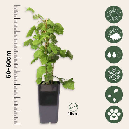 Japanische Weinbeere Set – 2x Rubus phoenicolasius – Höhe 50–60cm Ø15cm – Attraktiver Beerenstrauch mit essbaren roten Früchten – Winterhart pflegeleicht bienenfreundlich für Garten Terrasse 