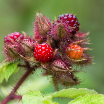 Japanische Weinbeere Set – 2x Rubus phoenicolasius – Höhe 50–60cm Ø15cm – Attraktiver Beerenstrauch mit essbaren roten Früchten – Winterhart pflegeleicht bienenfreundlich für Garten Terrasse 