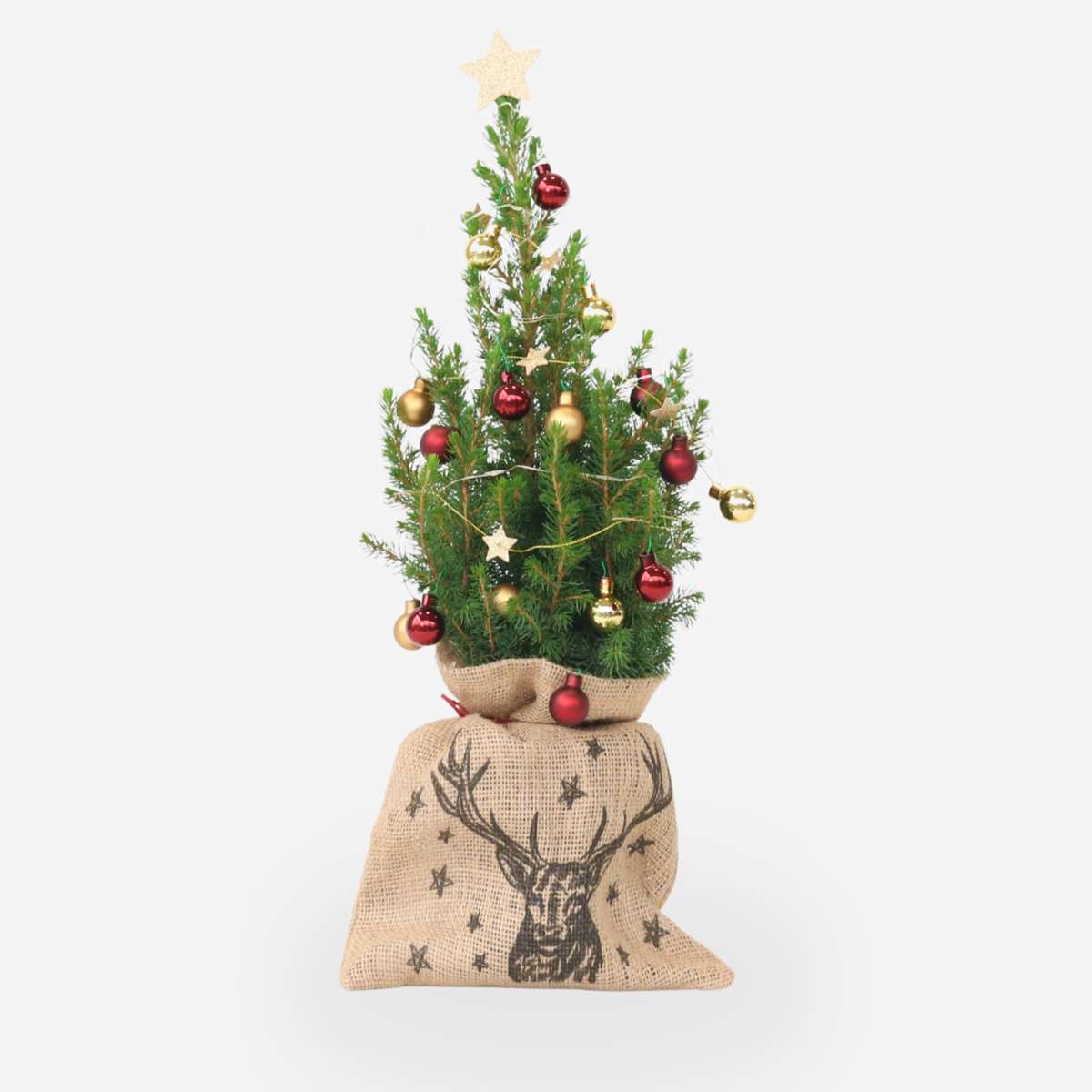 Mini Weihnachtsbaum Picea glauca conica – 55–65cm Ø15cm – Echter Baum im Jutesack mit Rentiermotiv – Komplettes DIY Deko Set mit Kugeln Sternengirlande warmweißer Beleuchtung 