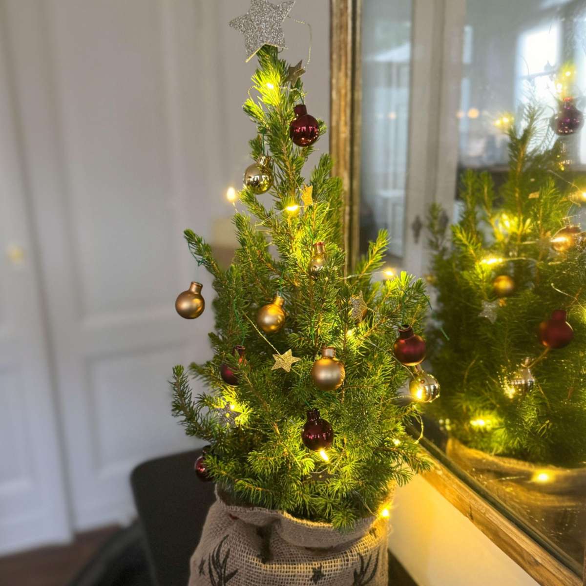 Mini Weihnachtsbaum Picea glauca conica – 55–65cm Ø15cm – Echter Baum im Jutesack mit Rentiermotiv – Komplettes DIY Deko Set mit Kugeln Sternengirlande warmweißer Beleuchtung 