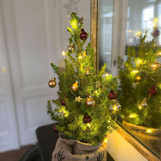 Mini Weihnachtsbaum Picea glauca conica – 55–65cm Ø15cm – Echter Baum im Jutesack mit Rentiermotiv – Komplettes DIY Deko Set mit Kugeln Sternengirlande warmweißer Beleuchtung 
