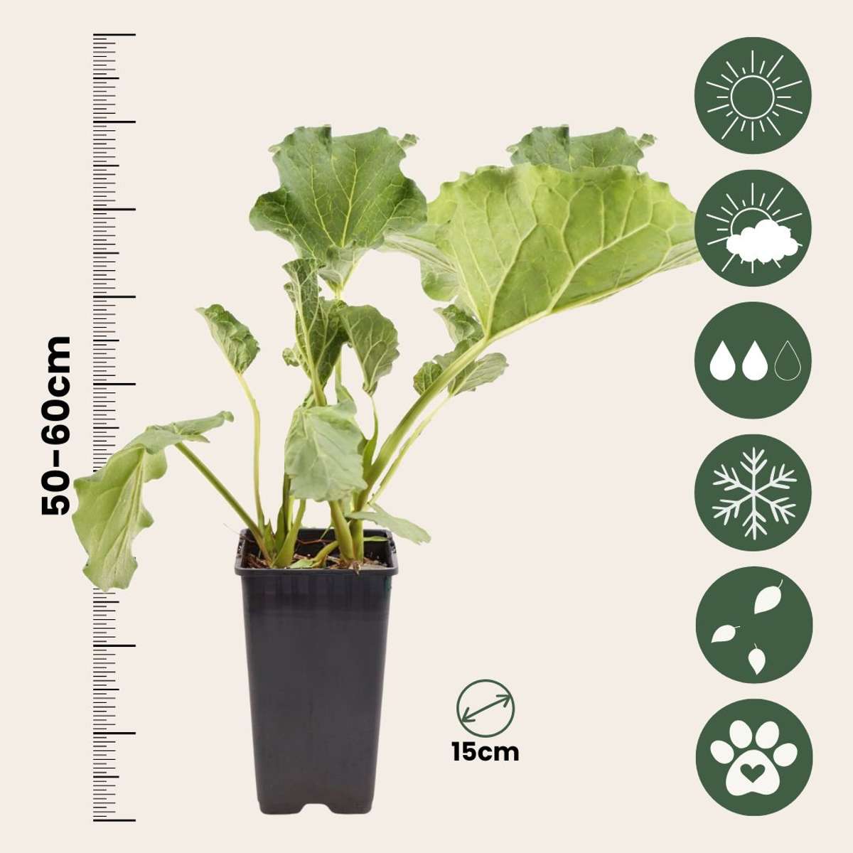 Rhabarber Set – 2x Rheum rhabarbarum – Höhe 50–60cm Ø15cm – Winterharte Gemüsepflanze mit kräftigen Stielen – Mehrjährig pflegeleicht für Beet Garten Küche 