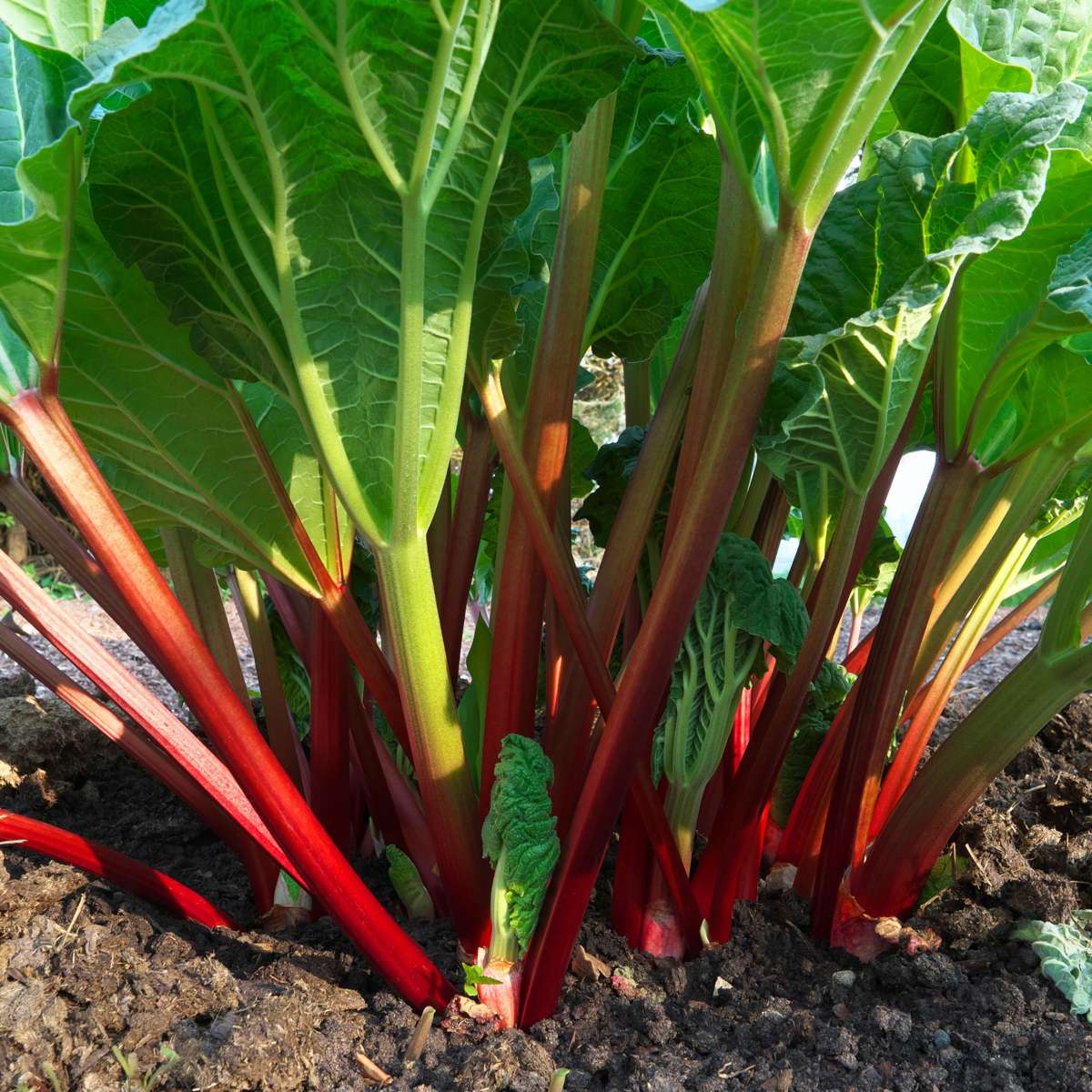 Rhabarber Set – 2x Rheum rhabarbarum – Höhe 50–60cm Ø15cm – Winterharte Gemüsepflanze mit kräftigen Stielen – Mehrjährig pflegeleicht für Beet Garten Küche 