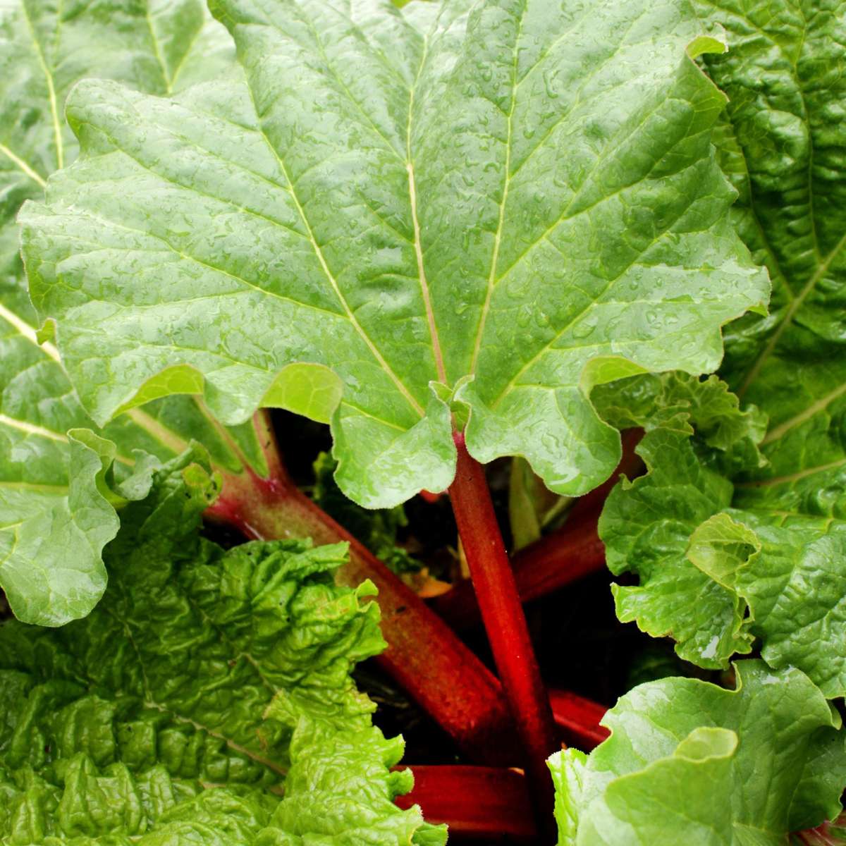 Rhabarber Set – 2x Rheum rhabarbarum – Höhe 50–60cm Ø15cm – Winterharte Gemüsepflanze mit kräftigen Stielen – Mehrjährig pflegeleicht für Beet Garten Küche 