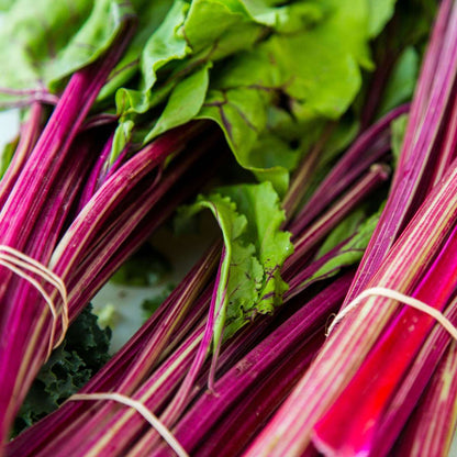 Rhabarber Set – 2x Rheum rhabarbarum – Höhe 50–60cm Ø15cm – Winterharte Gemüsepflanze mit kräftigen Stielen – Mehrjährig pflegeleicht für Beet Garten Küche 