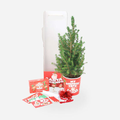 Picea Zuckerhutfichte – Picea conica 50–60cm – Mini Weihnachtsbaum Set mit Deko – Kreatives Bastelset für Kinder Familien Klassen – Immergrüne Fichte 13cm mit LED Lichterkette Aufklebern Topfhülle 