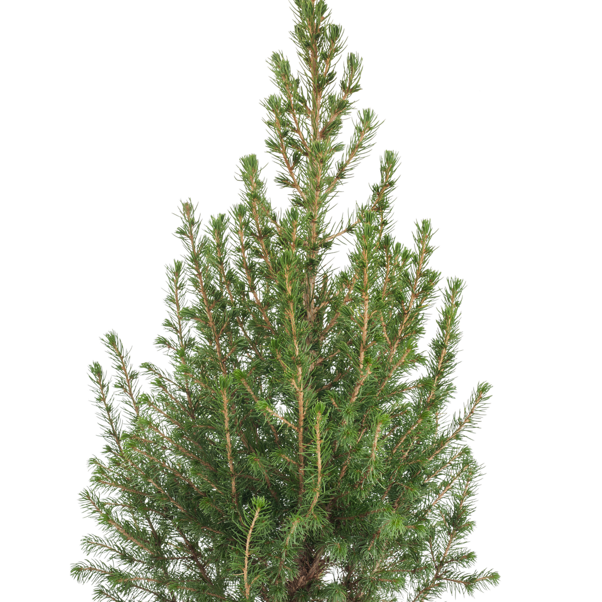 Picea Zuckerhutfichte – Picea conica 50–60cm – Mini Weihnachtsbaum Set mit Deko – Kreatives Bastelset für Kinder Familien Klassen – Immergrüne Fichte 13cm mit LED Lichterkette Aufklebern Topfhülle 