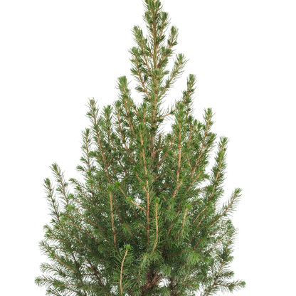 Picea Zuckerhutfichte – Picea conica 50–60cm – Mini Weihnachtsbaum Set mit Deko – Kreatives Bastelset für Kinder Familien Klassen – Immergrüne Fichte 13cm mit LED Lichterkette Aufklebern Topfhülle 