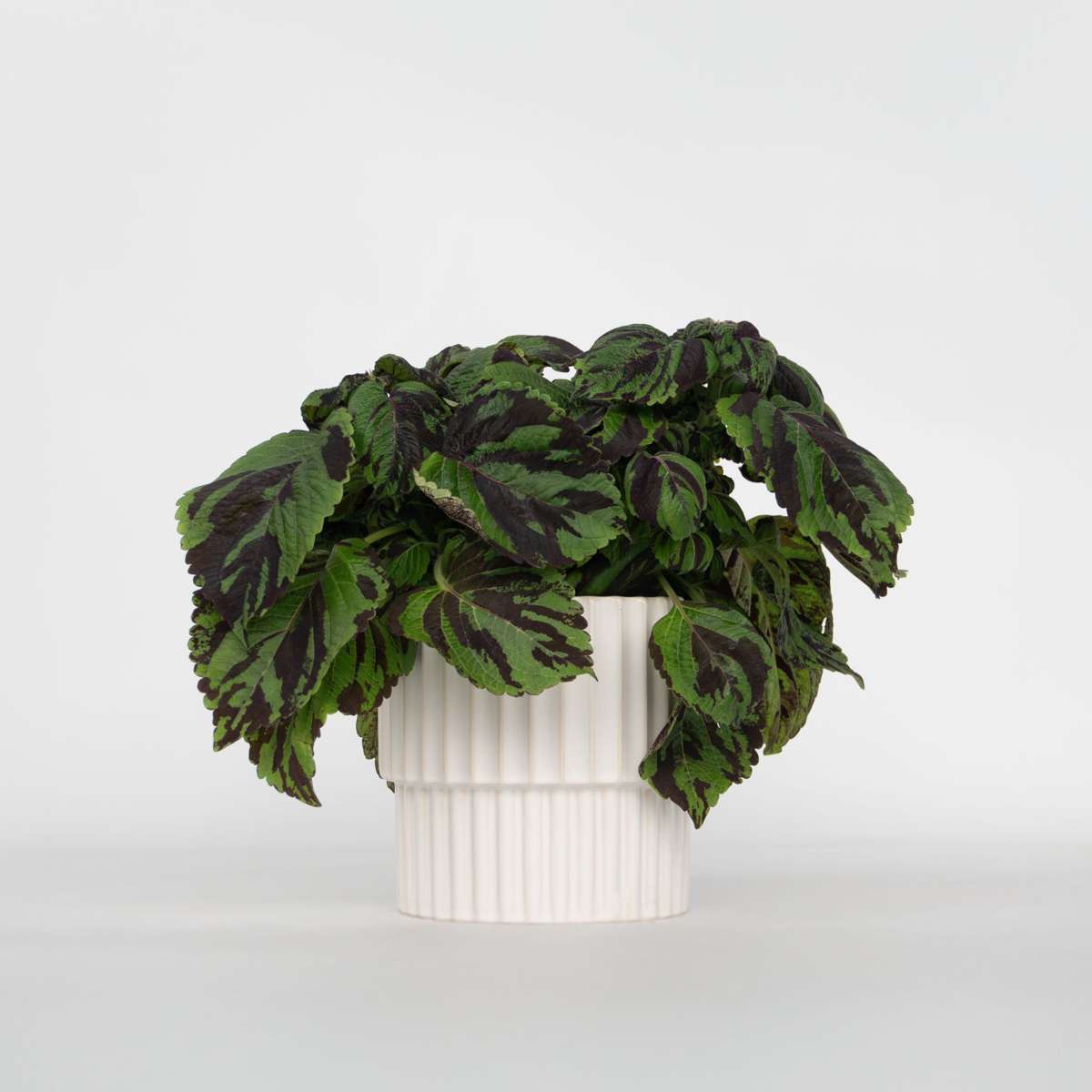 Other Green Houseplants Buntnessel - Coleus Tiger - Höhe 25-35Cm - Ø17Cm 