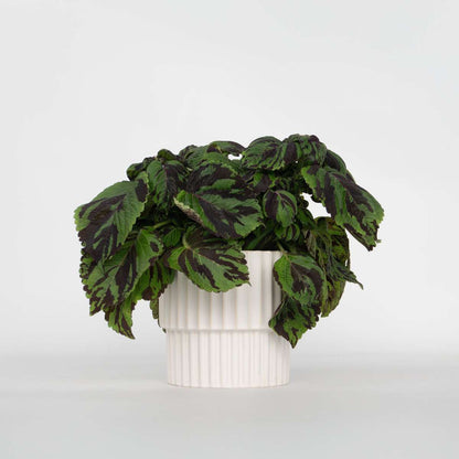 Other Green Houseplants Buntnessel - Coleus Tiger - Höhe 25-35Cm - Ø17Cm 