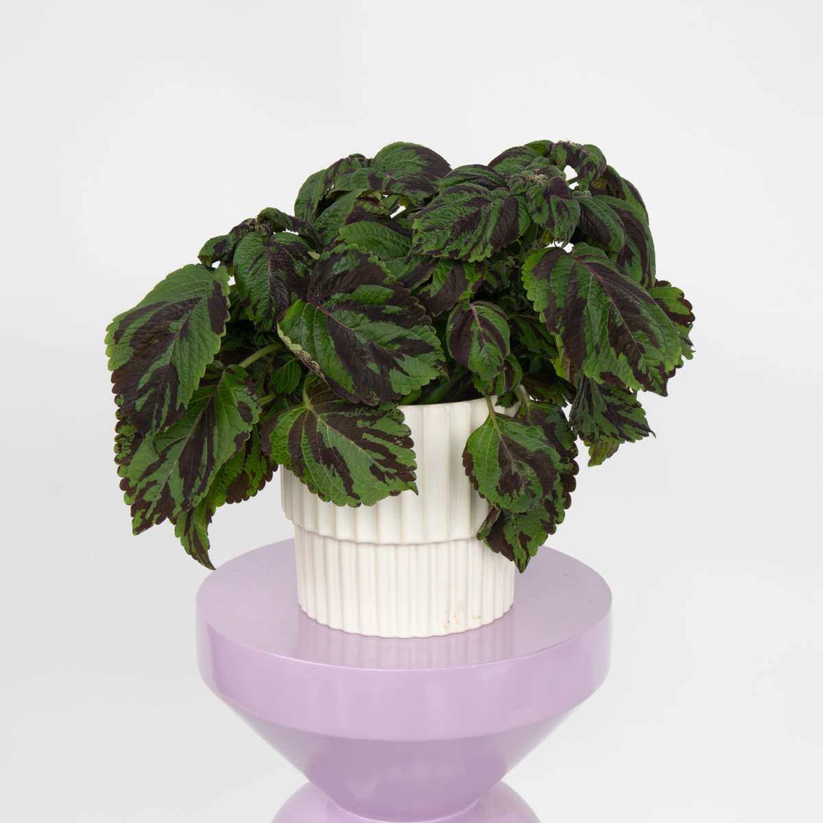 Other Green Houseplants Buntnessel - Coleus Tiger - Höhe 25-35Cm - Ø17Cm 