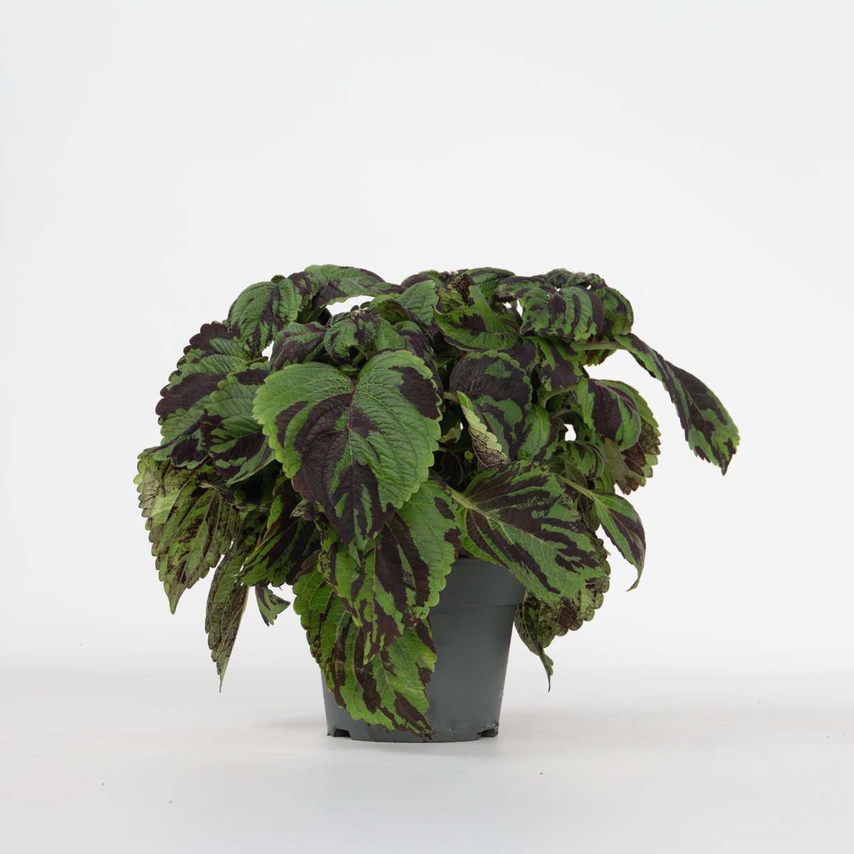 Other Green Houseplants Buntnessel - Coleus Tiger - Höhe 25-35Cm - Ø17Cm 