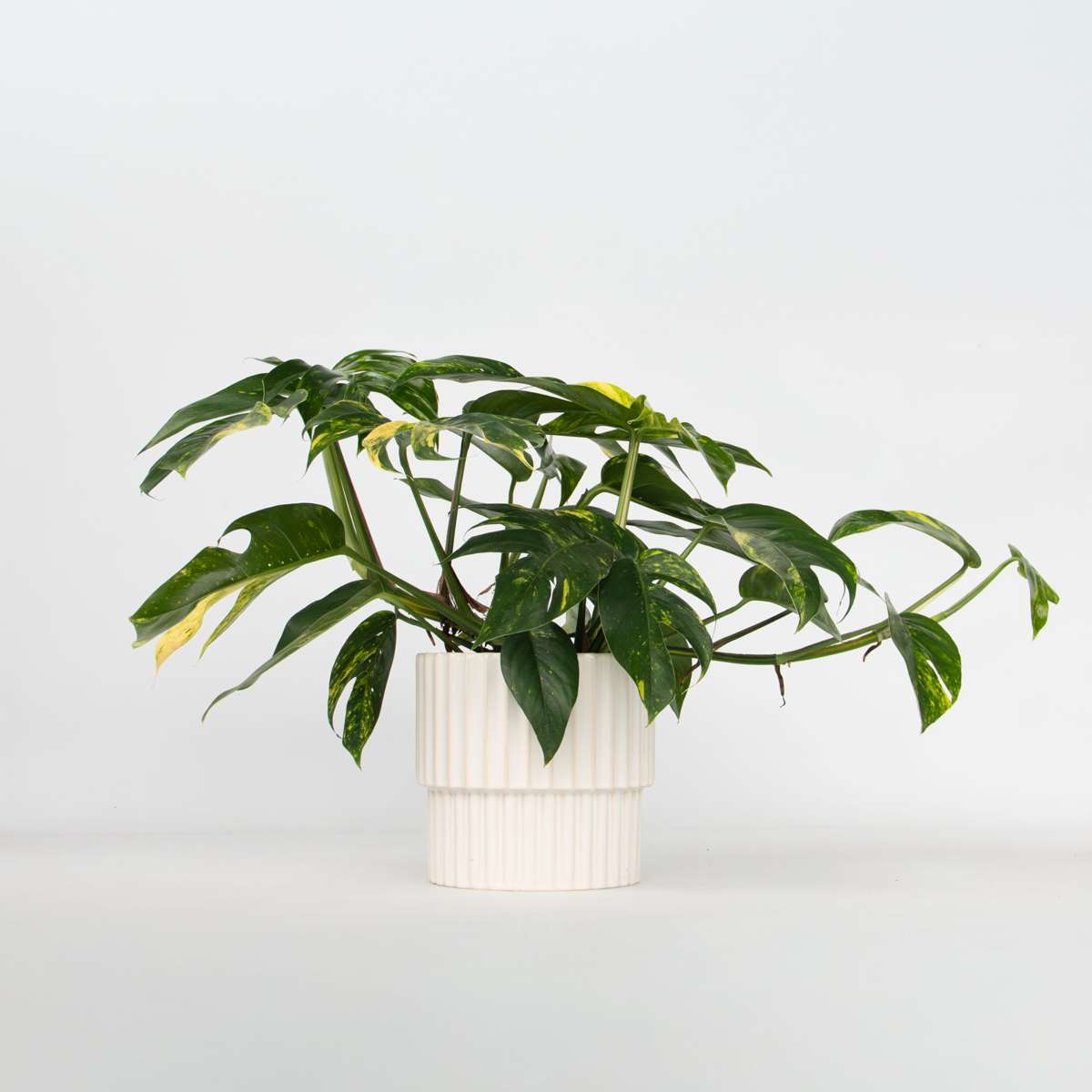 Other Green Houseplants Epipremnum 'Goldfinger' - Drachenranke - Höhe 25-35Cm - Ø17Cm 