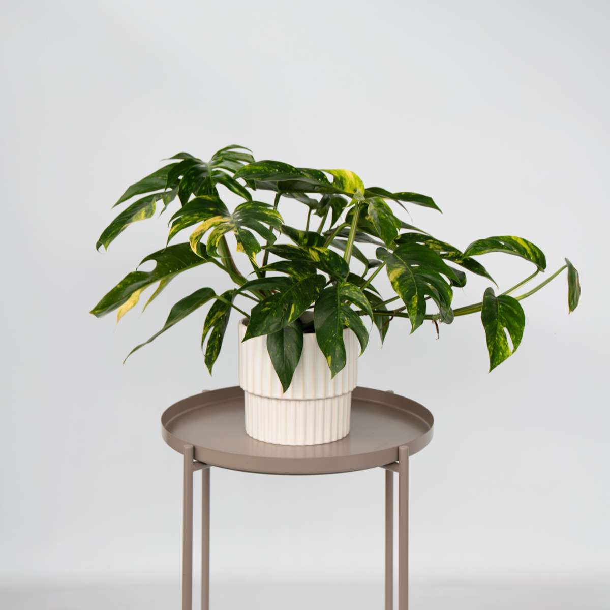 Other Green Houseplants Epipremnum 'Goldfinger' - Drachenranke - Höhe 25-35Cm - Ø17Cm 