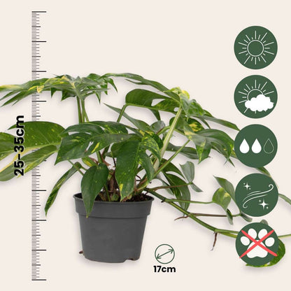 Other Green Houseplants Epipremnum 'Goldfinger' - Drachenranke - Höhe 25-35Cm - Ø17Cm 