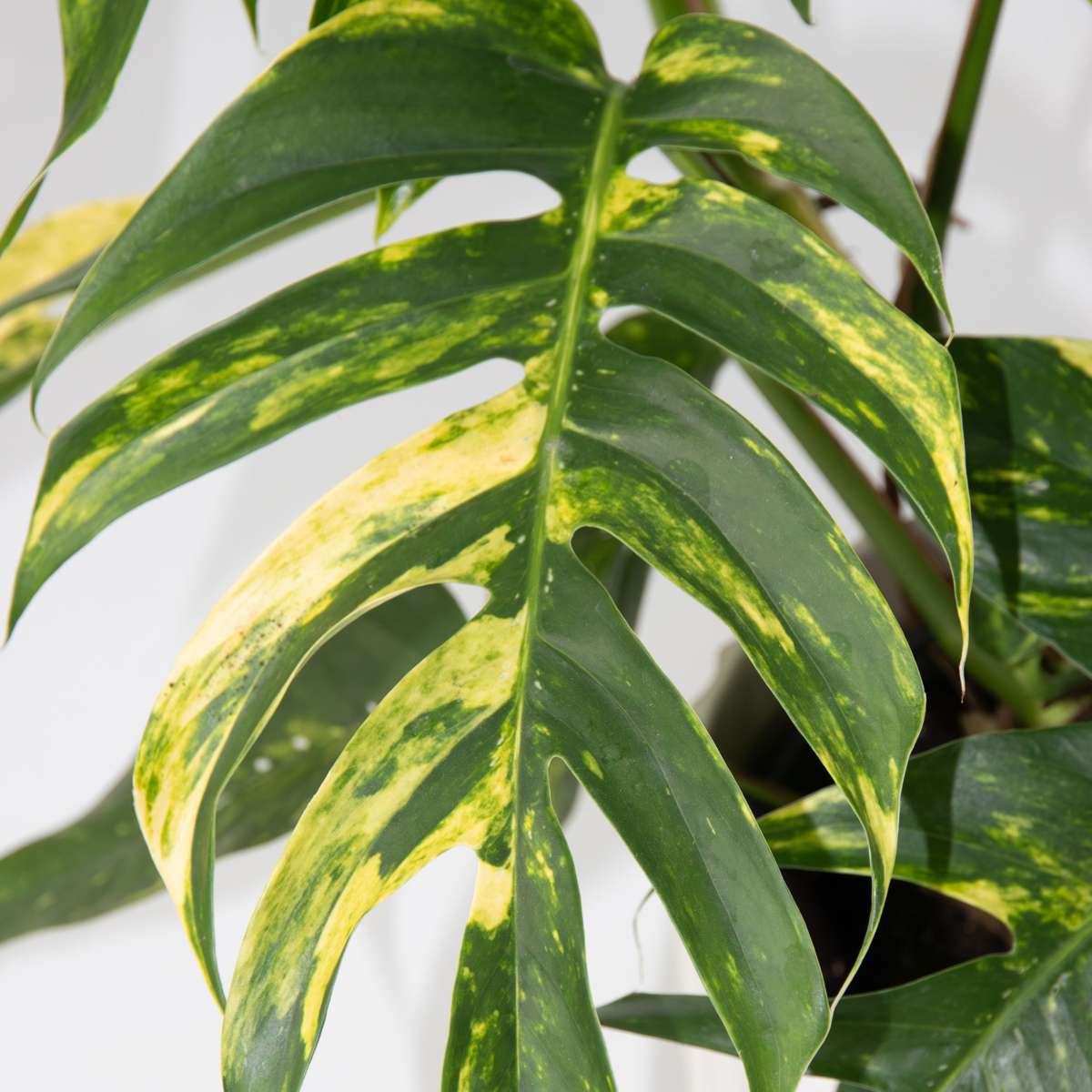 Other Green Houseplants Epipremnum 'Goldfinger' - Drachenranke - Höhe 25-35Cm - Ø17Cm 