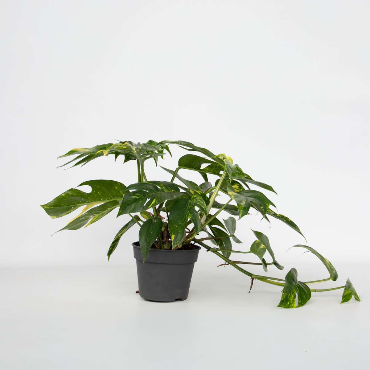 Other Green Houseplants Epipremnum 'Goldfinger' - Drachenranke - Höhe 25-35Cm - Ø17Cm 